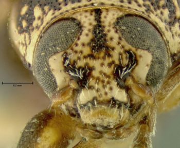 Media type: image;   Entomology 24987 Aspect: head frontal view